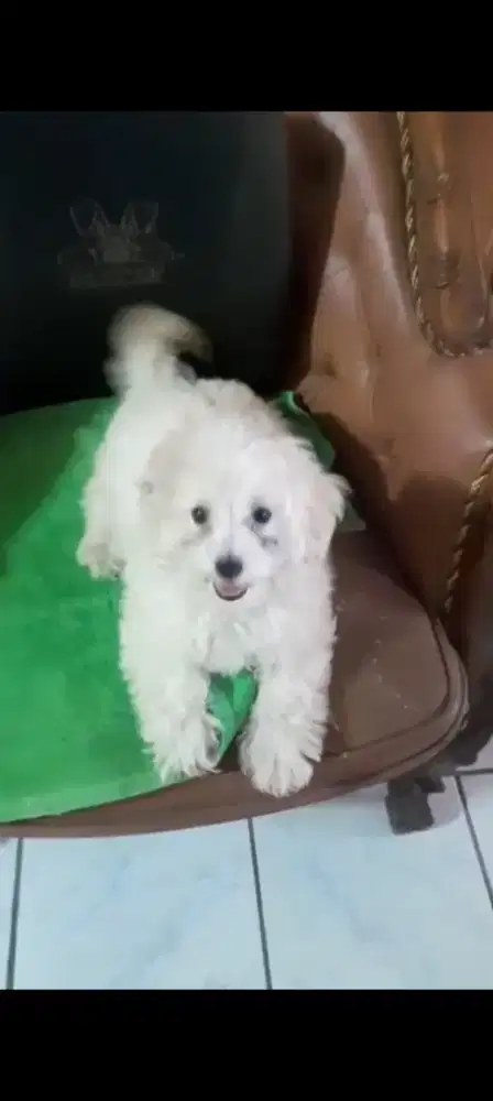 Puppy maltese pudel / Maltipoo. Jantan.