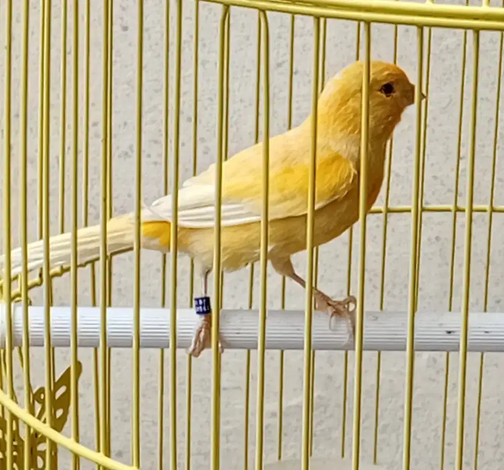 Kenari loper jantan