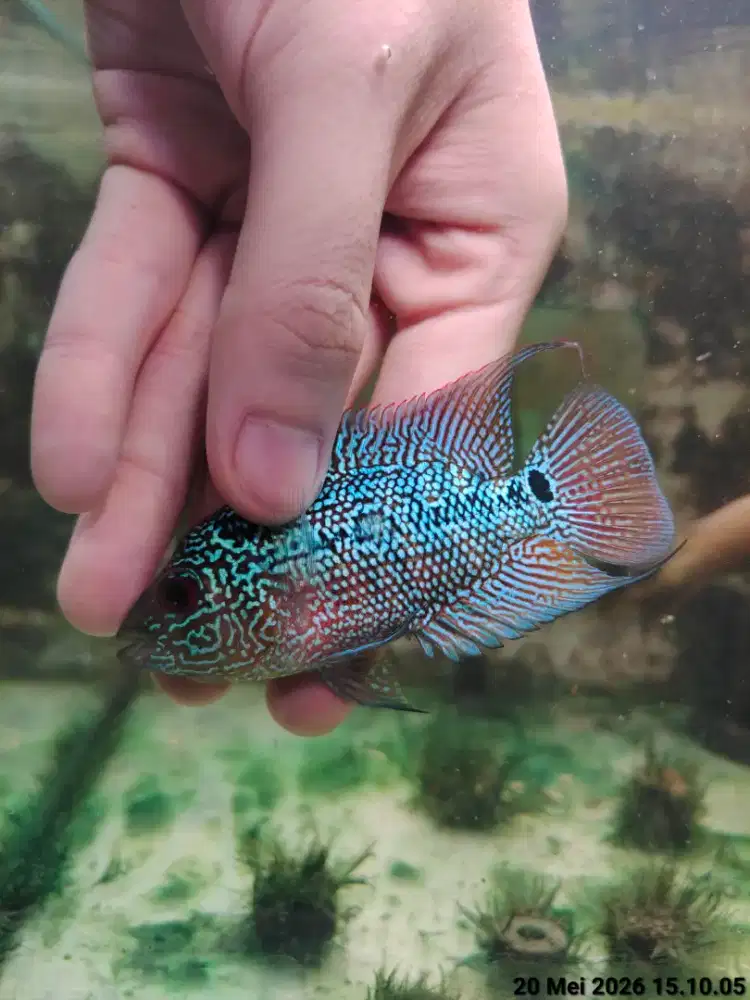 ikan lohan cencu full mutiara full marking 8cm cencu murah ekor lebar