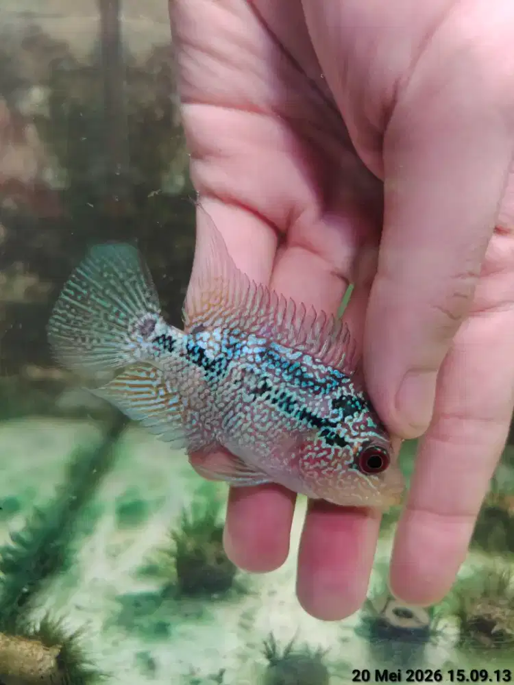 ikan lohan cencu 6cm full marking full mutiara lohan cencu murah