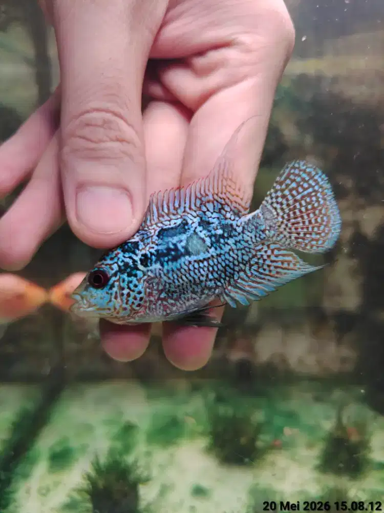 ikan lohan cencu 6cm full marking mutiara louhan cencu murah