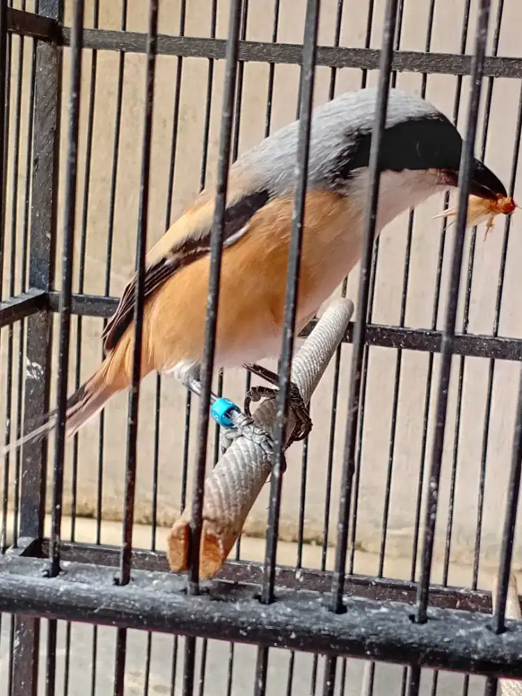 Pentet pilis jantan