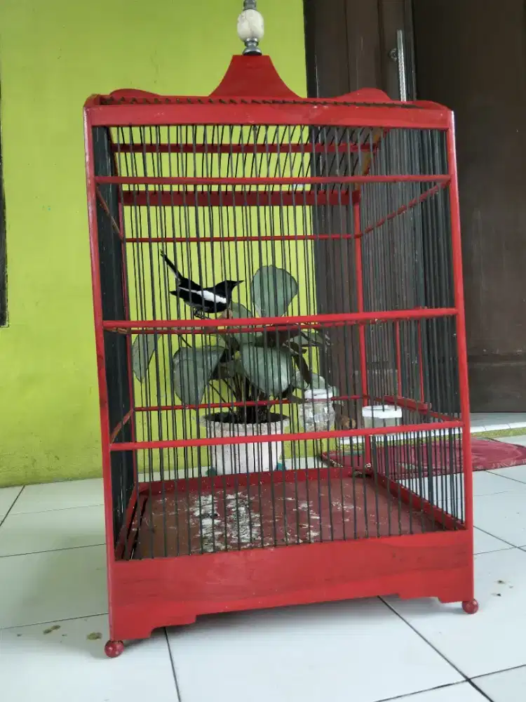 Kacer Tretes Dahi body besar