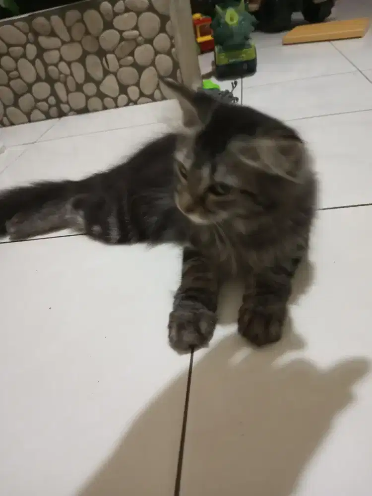 Kitten Persia Medium