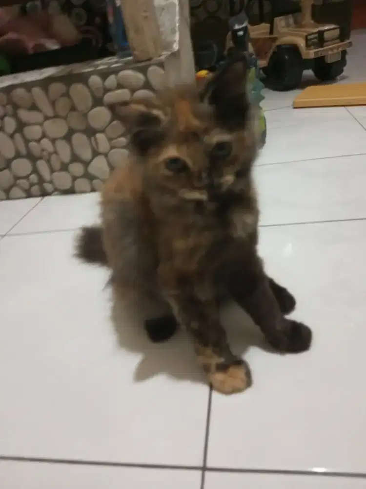 Kitten Persia Medium