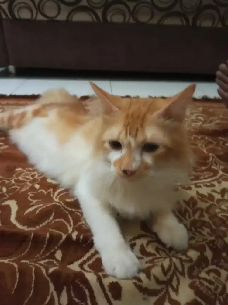 Kucing Maincone Mix