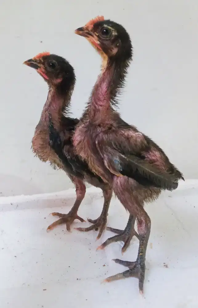 AYAM PELUNG JANTAN 2