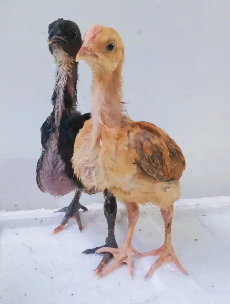 AYAM PELUNG SEPASANG