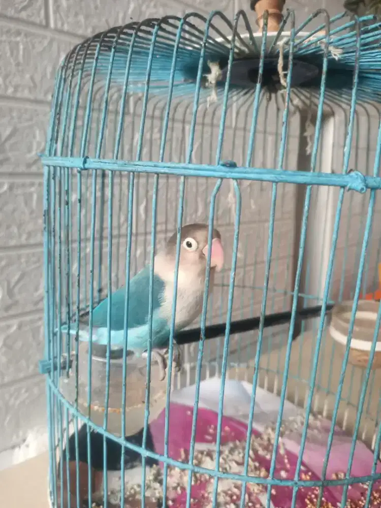 Bismillah di jual burung lovebird+sangkar