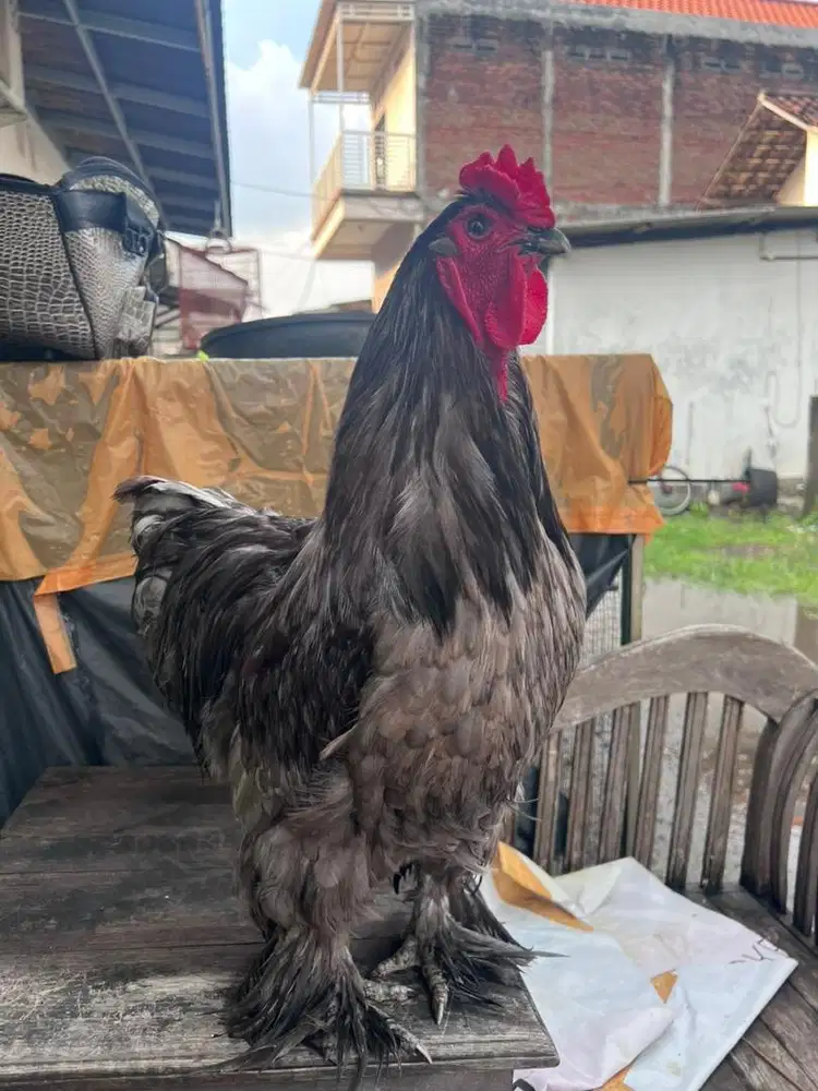 Ayam brahma jantan