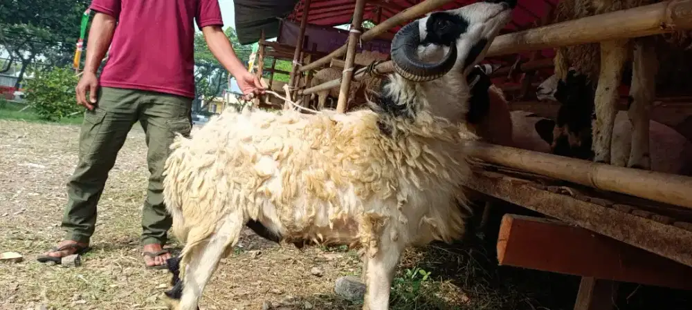 Qurban Mudah, Amanah, dan Berkualitas