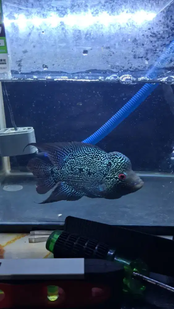 ikan louhan cencu