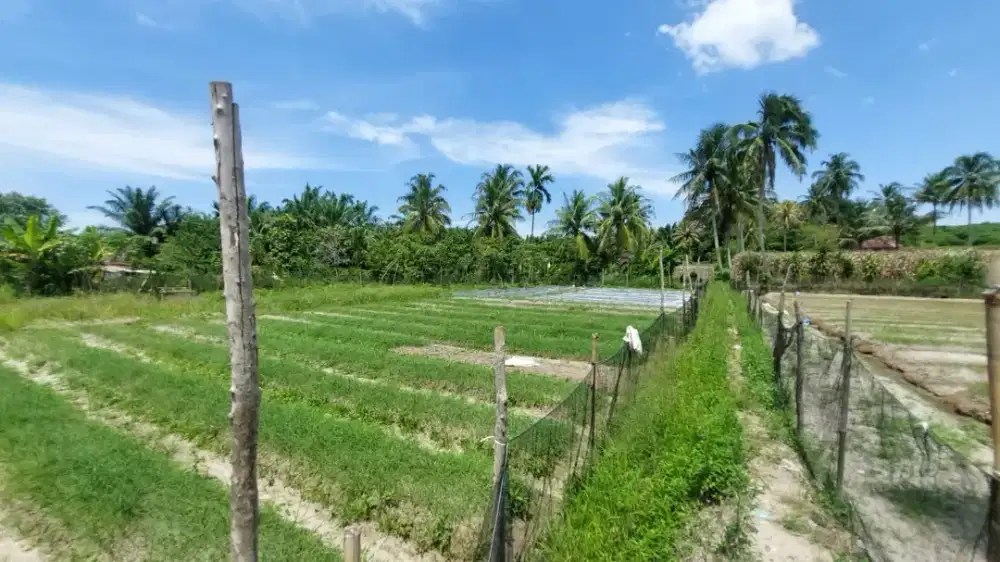 DIJUAL TANAH SAWAH DI KOTA PEMATANG SIANTAR