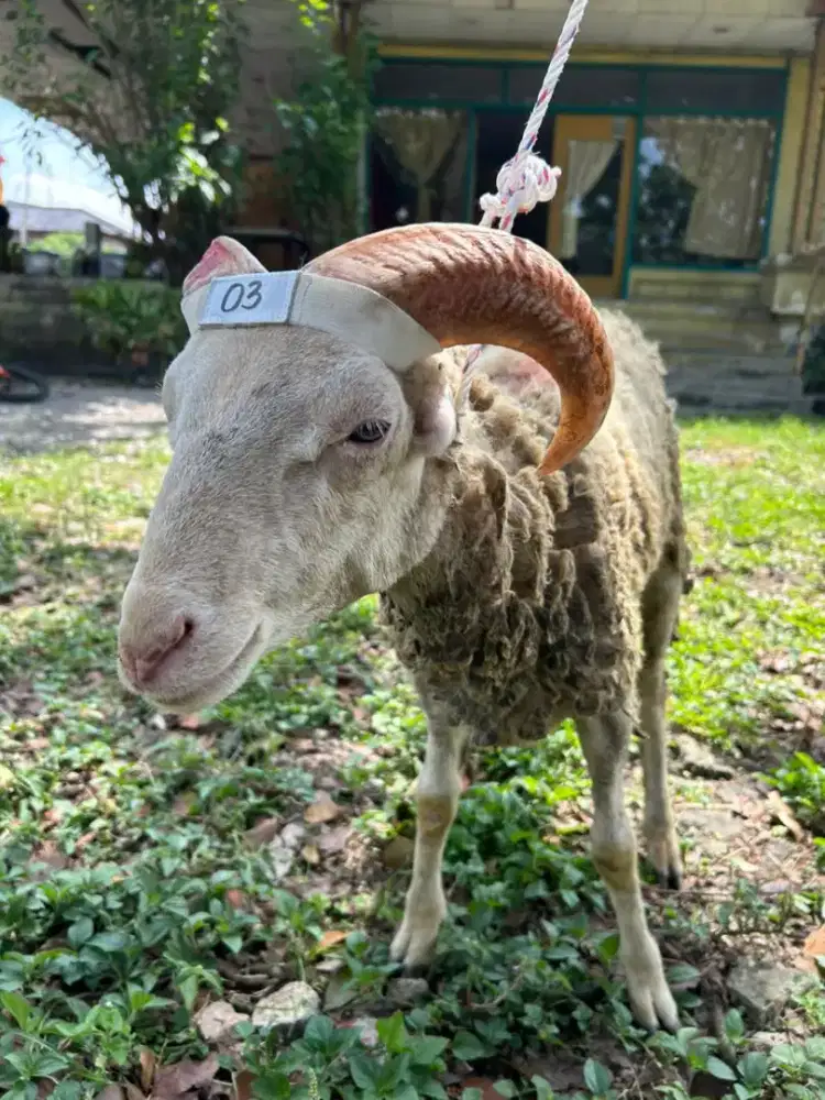 Domba Sehat Harga Bersahabat