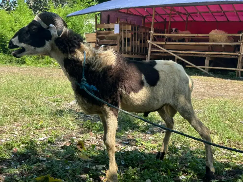 Domba Pilihan untuk Qurban Keluarga
