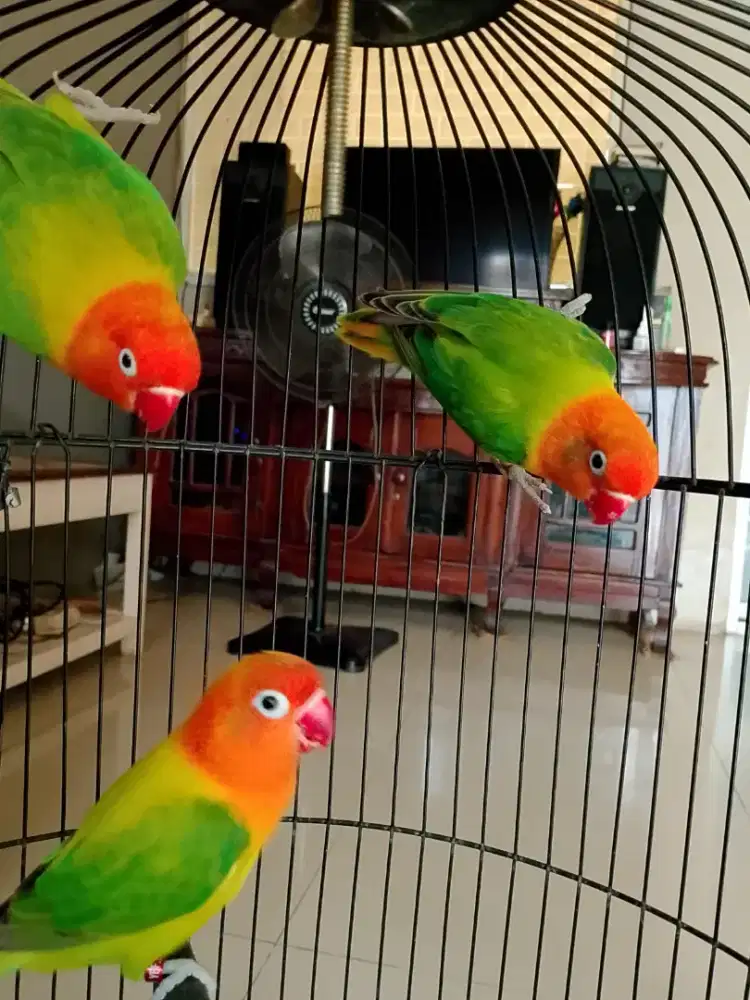 Burung Lovebird Biola