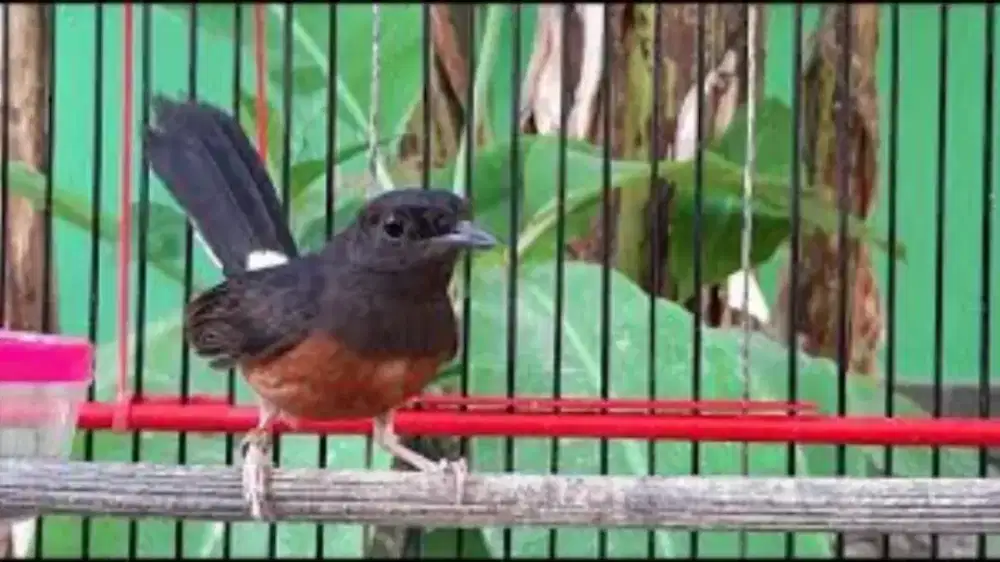 Murai betina mulus