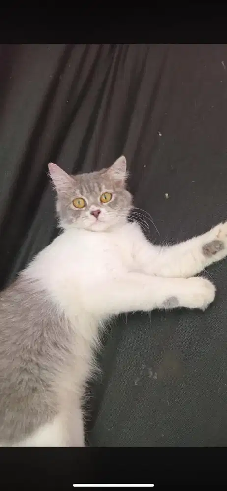 Kucing persmed betina