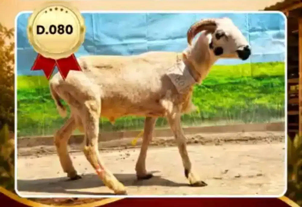 Kambing Qurban murah bandung free ongkir