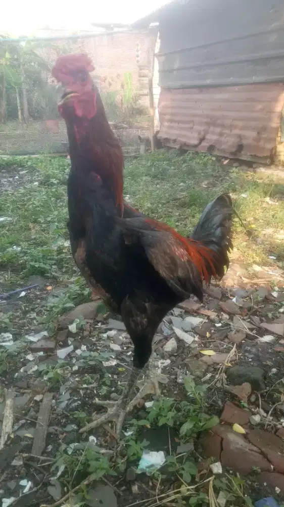 Ayam Ban9kok Suro Manten Paman9on