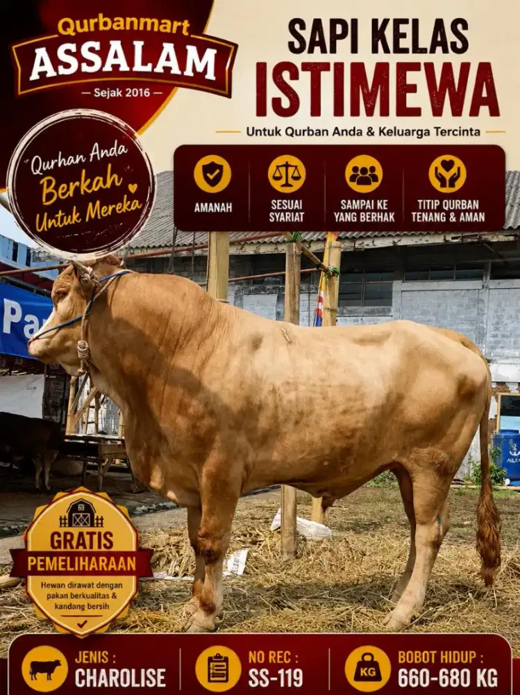 Sapi Kurban Premium Bandung