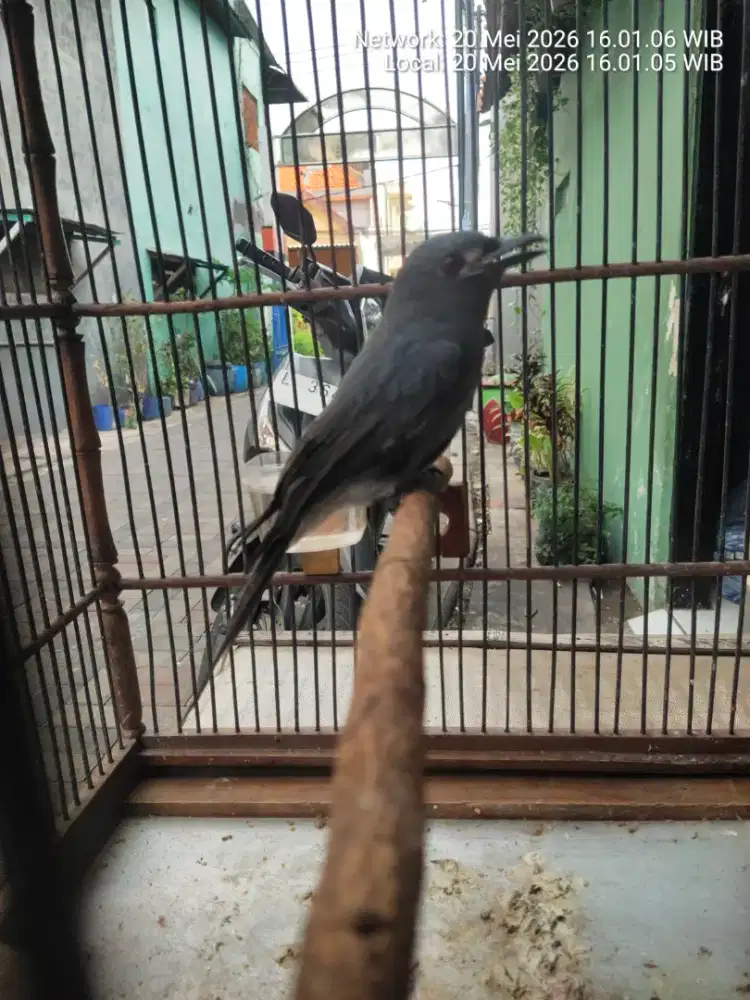 Burung sriguntink abu2.bodi gedde fulset