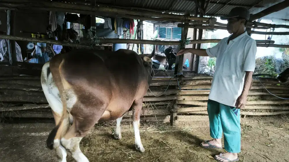 Jual sapi siap qurban