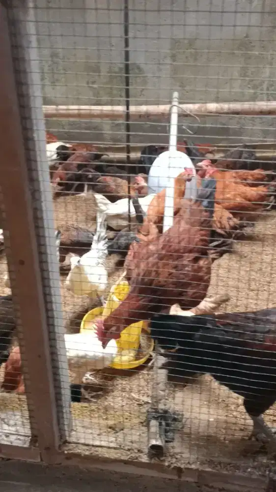 Dijual ayam KUB umur 2.5 bulan harga/ekor Rp 50.000