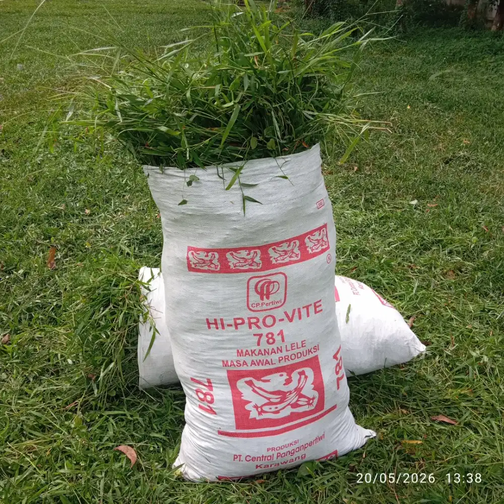 Rumput empan kambing dan sapi