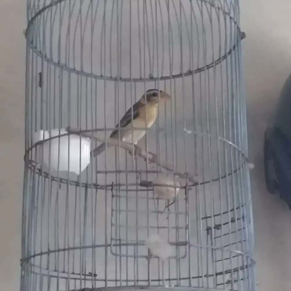 Burung manyar muda