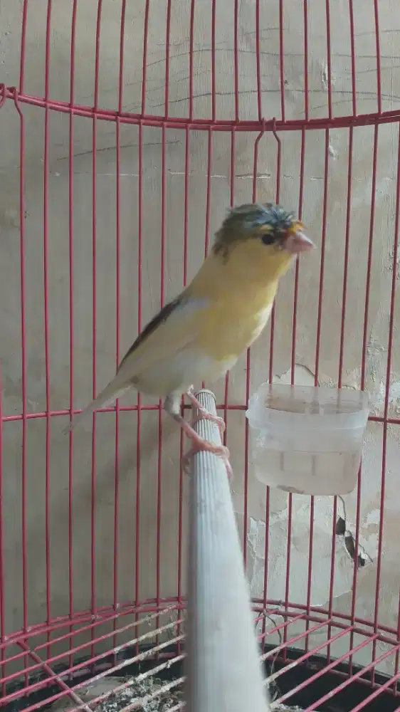 Kenari Spanish Timbrado x Gloster Corona, Jantan