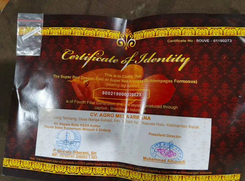 Dijual sertifikat ikan super red