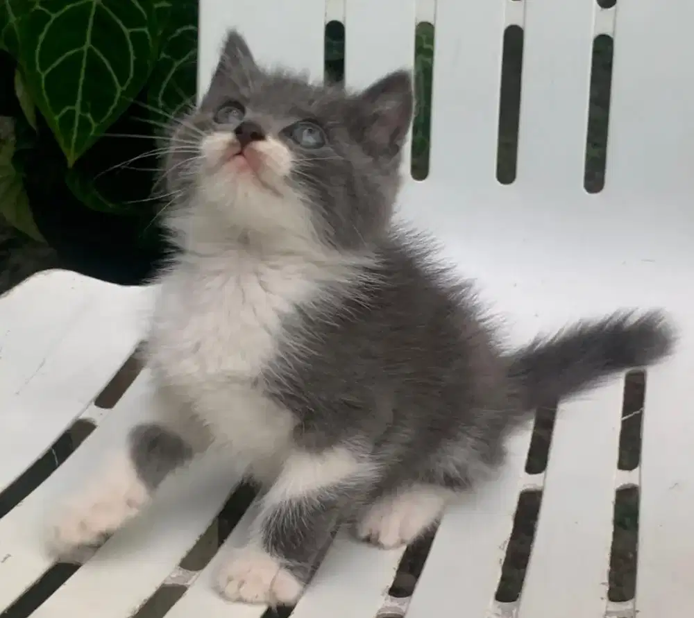 Persia kitten abu white