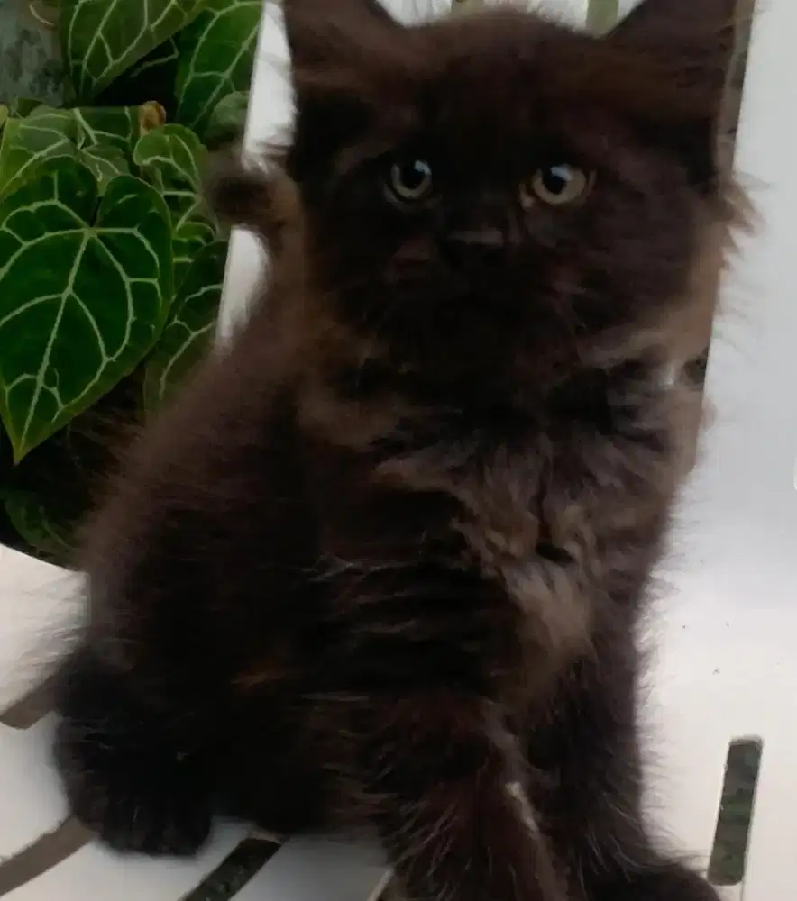 Persia kitten black