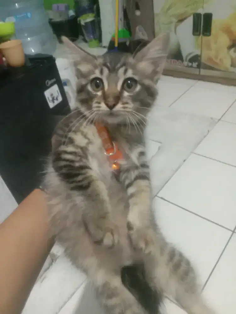 Jenis kucing marbel