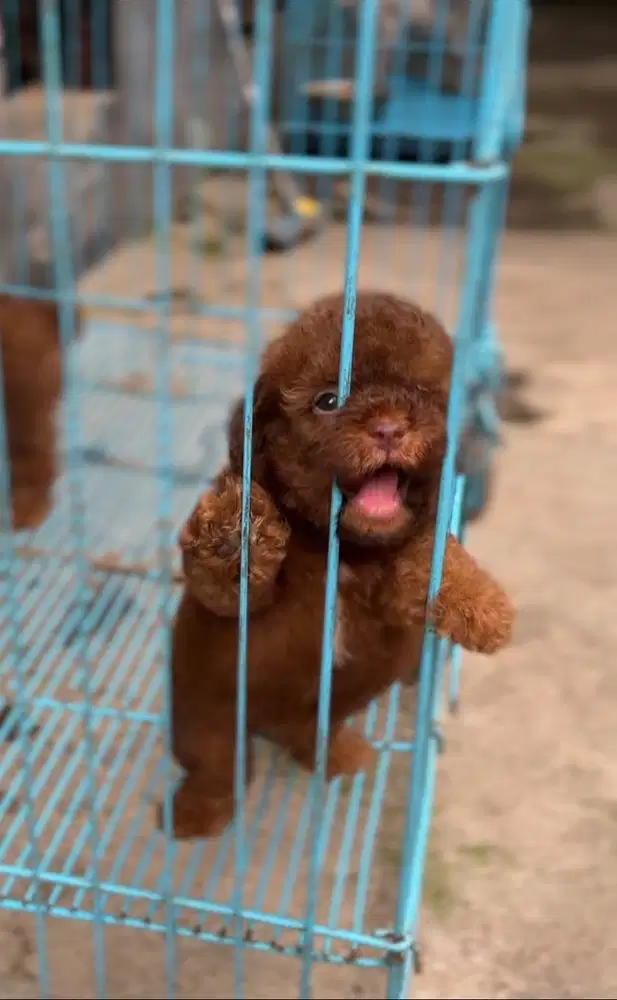 Anjing tiny poodle phantom chocolate