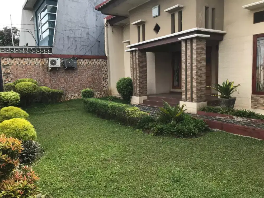 Rumput gajah mini siap kirim dan tanam