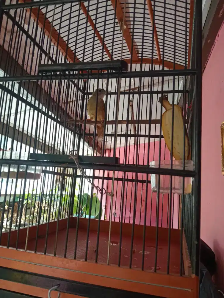 Kapas Tembak Gacoran