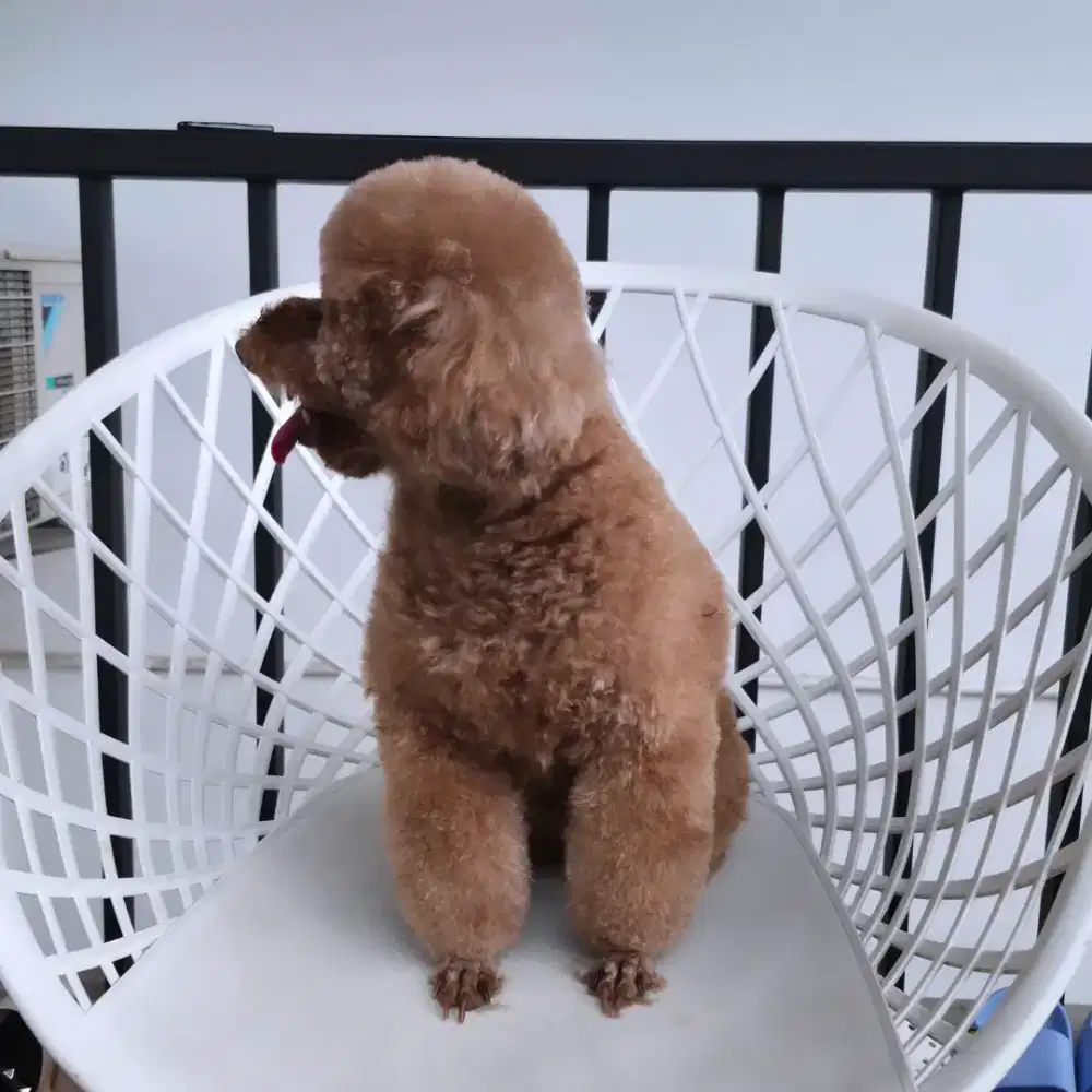 Terima lowongan untuk jasa grooming anjing panggilan