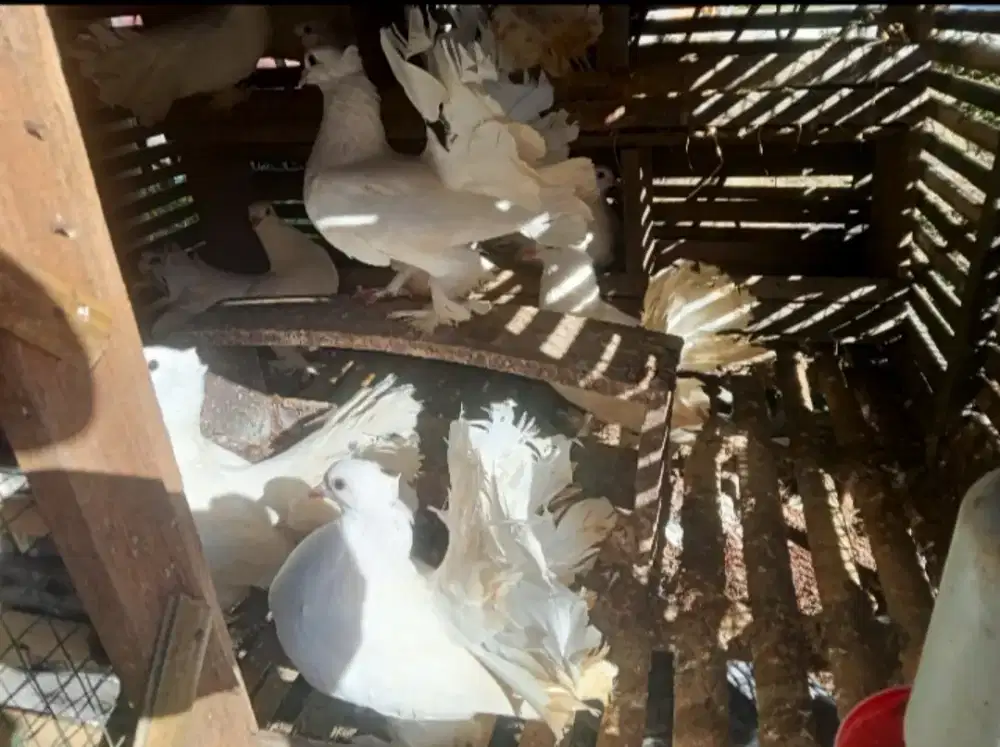 Jual burung merpati kipas