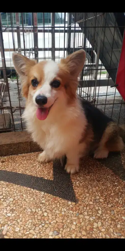 Jual Indukan Corgi produktif