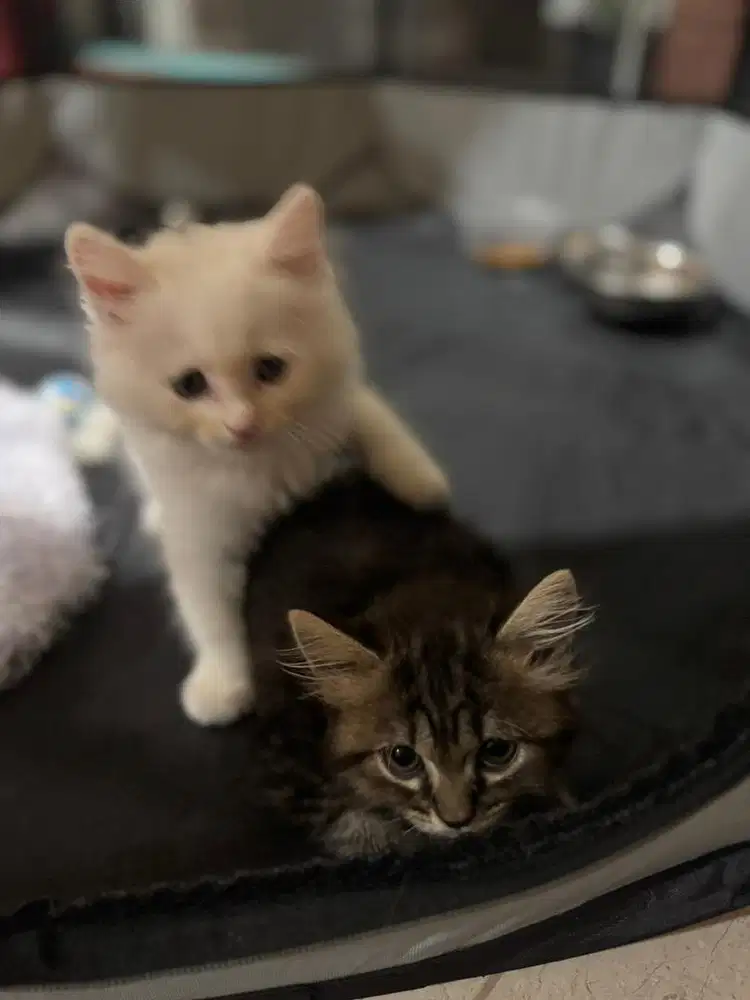 Beli 2 kucing berumur 2 bulan (bersaudara)