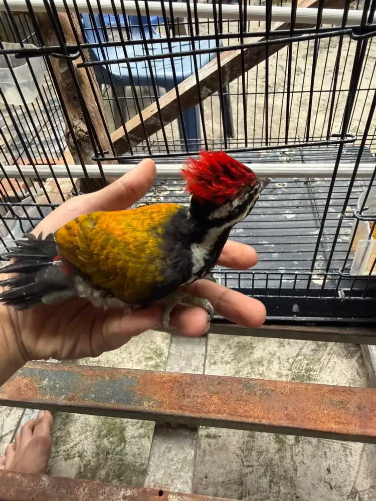Platuk Bawang Gacor Jinak Dari Kecil