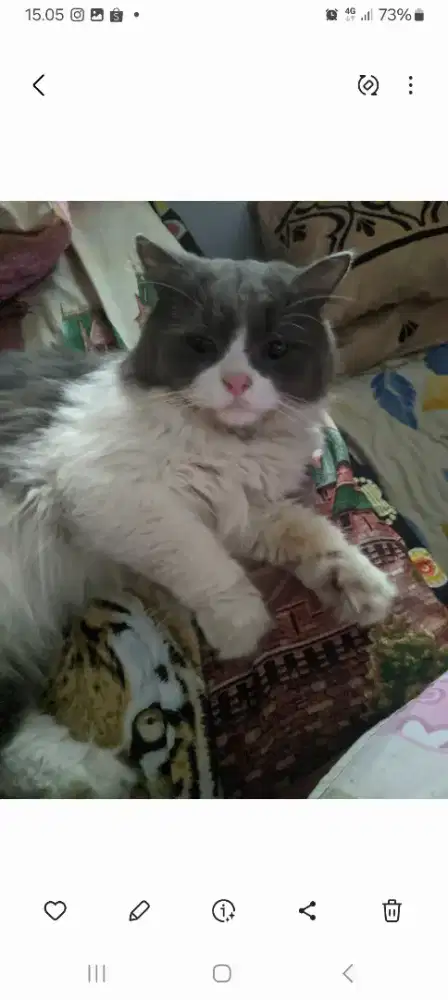 Open adopter kucing jantan,,,