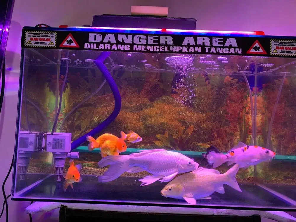 IKAN KOKI&KOI BORONGIN AJA