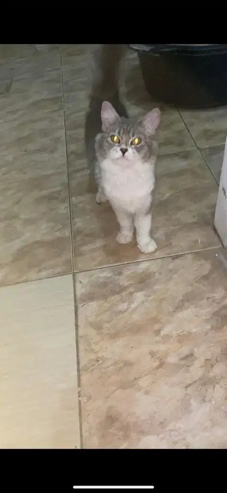 Kucing persmed betina