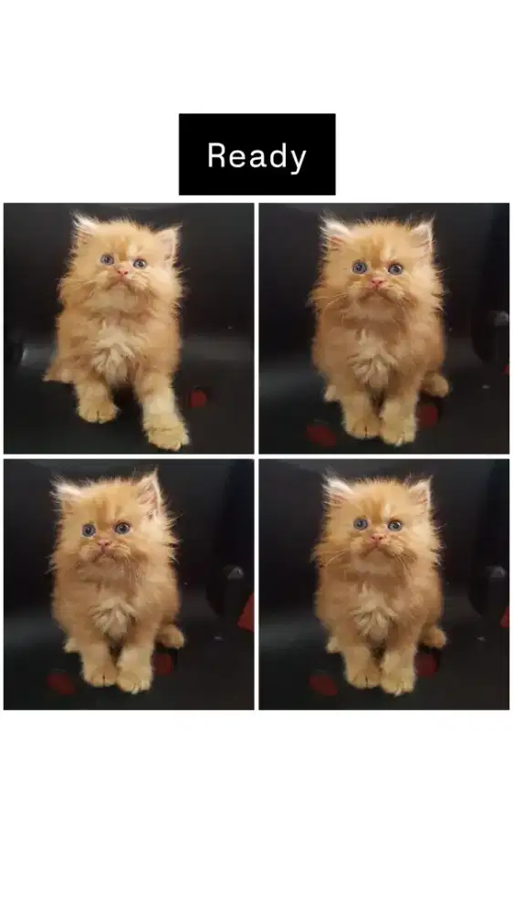 Kucing kitten persia