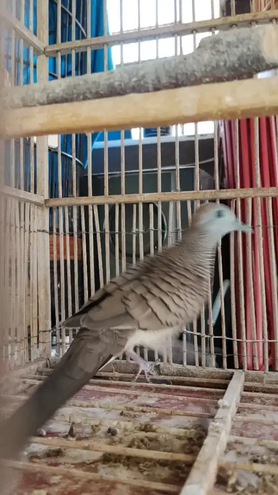 Burung Perkutut lokal