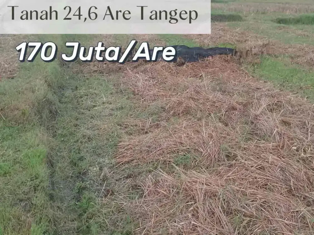 SALE Sawah Produktif 24,6 Are Tangeb