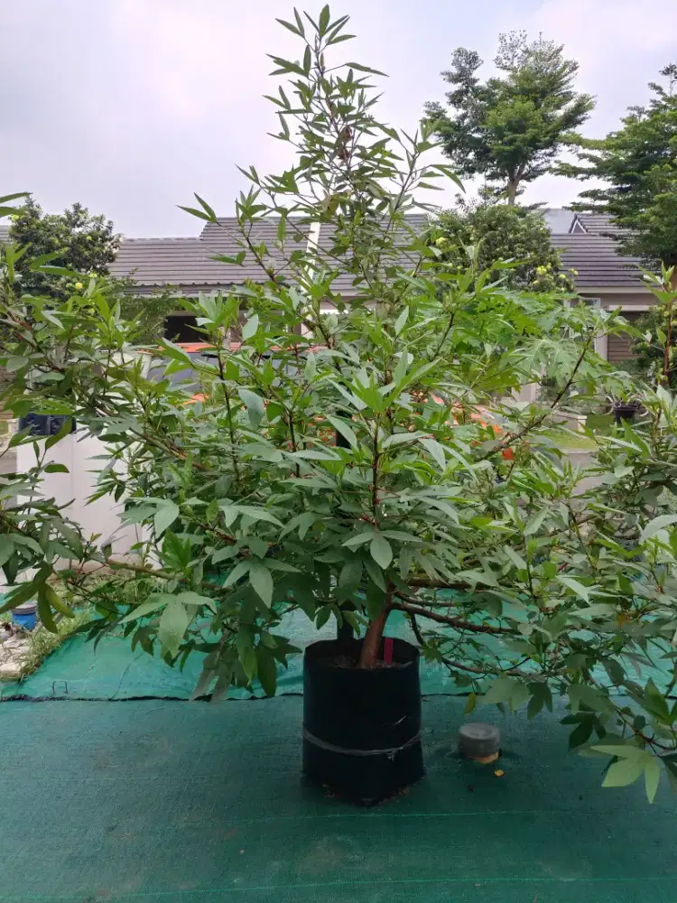 Indukan Bunga Rosella